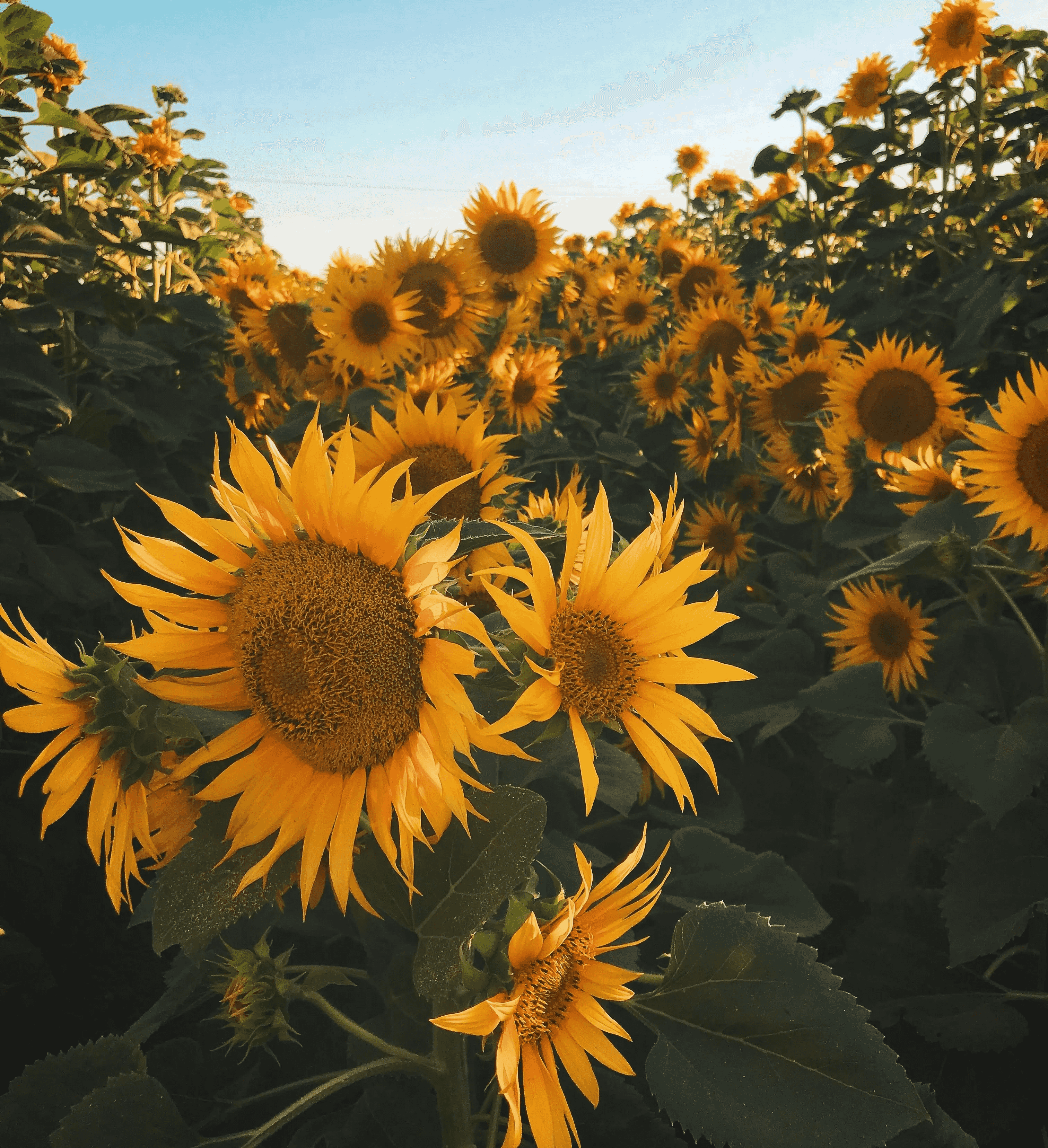 A field of sunflowers. Image by Sofia Ornelas.